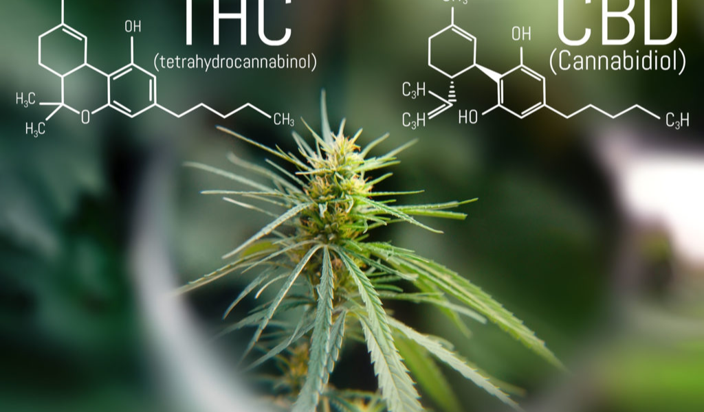 Benefits of Delta-9 THC and CBD Combination