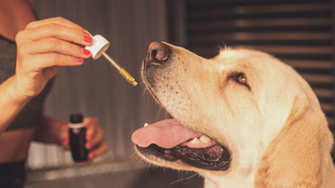 CBD Oil For Dogs Dose Calculator