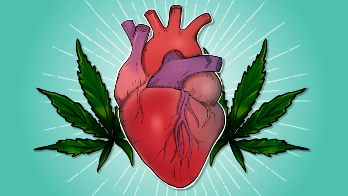 Can Too Much CBD Make Your Heart Flutter