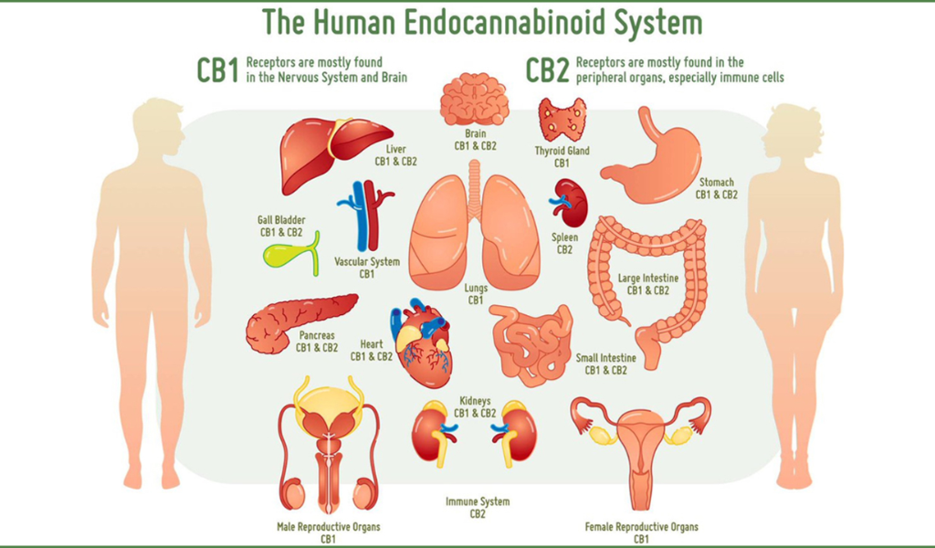 Further Adverse Effects of Excessive CBD Use