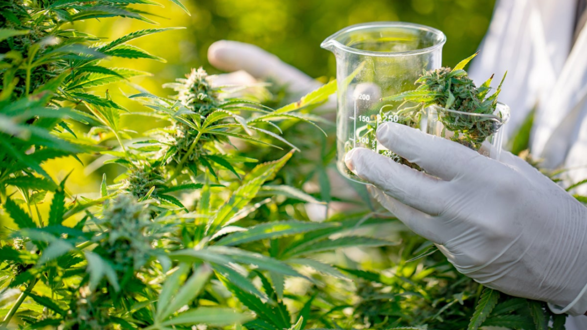 THCA Side Effects