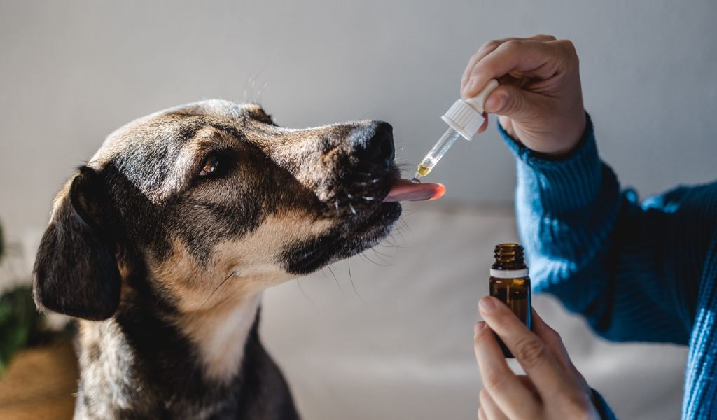 Understanding CBD Dosage for Dogs