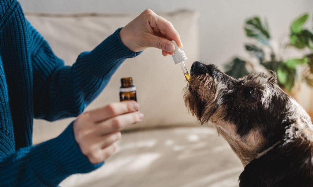 How Can CBD Oil Help My Dog