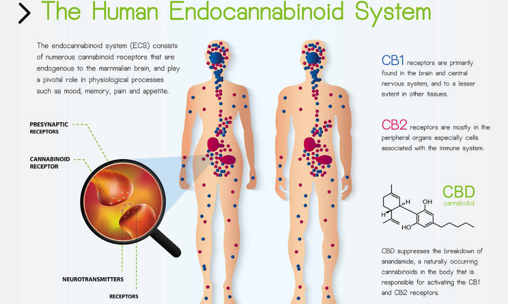 Understanding CBD and the Endocannabinoid System (ECS)