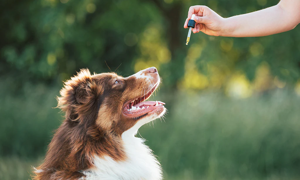 What is CBD Oil for Dogs